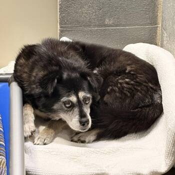 Border Collie Dogs Available for Adoption in Franklin, North Carolina - Shadow | PetCurious