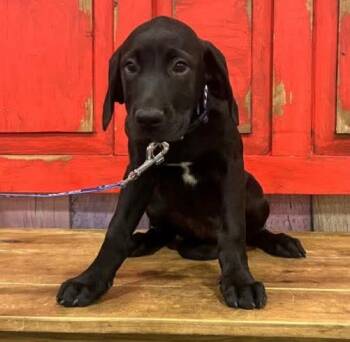Hound and Great Dane Dogs Available for Adoption in New London, Wisconsin - Ember | PetCurious