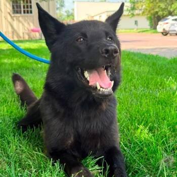 Kaiser -  German Shepherd Dog Dog for Adoption in Pekin, Illinois - Kaiser | PetCurious