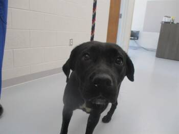 EVIE -  Labrador Retriever Dog for Adoption in Ocala, Florida - EVIE | PetCurious