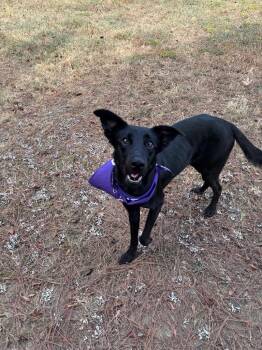 Penelope -  Labrador Retriever Dog for Adoption in Little Rock, Arkansas - Penelope | PetCurious