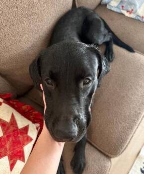Bear -  Labrador Retriever Dog for Adoption in Fruit Heights, Utah - Bear | PetCurious