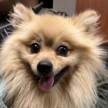 Kyle -  Pomeranian Dog for Adoption in Yuma, Arizona - Kyle | PetCurious