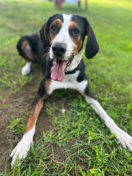 Henry -  Hound Dog for Adoption in Lincoln, Rhode Island - Henry | PetCurious
