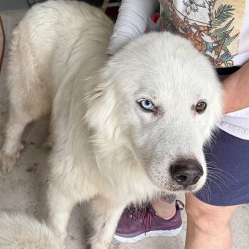 Chuckie Brown DFW -  Great Pyrenees Dog for Adoption in Quinlan, Texas - Chuckie Brown DFW | PetCurious