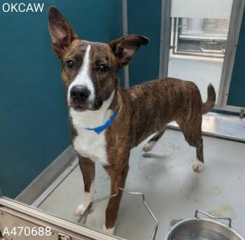 Bull Terrier Dogs Available for Adoption - MOO | PetCurious