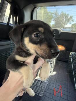Eric -  Hound Dog for Adoption in Richmond, Missouri - Eric | PetCurious