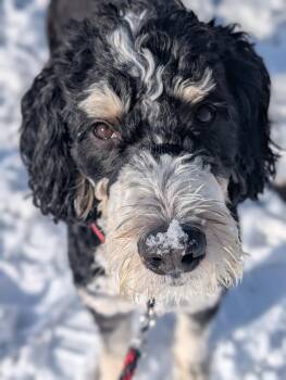 Bernedoodle Dogs Available for Adoption - Cosmo | PetCurious
