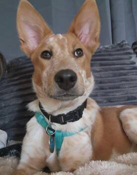 Rescue Australian Cattle Dog Blue Heeler and Cattle Dog Dogs for Adoption in Santa Clara, California - Jesse | PetCurious