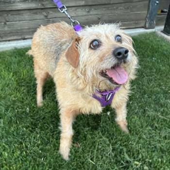 Terrier Dogs Available for Adoption in Oklahoma City, Oklahoma - Mindy St. Clair | PetCurious