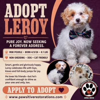 LEROY -  Miniature Poodle Dog for Adoption in Foxfield, Colorado - LEROY | PetCurious