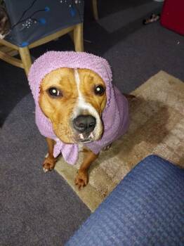 Eggo -  Mixed Breed Dog for Adoption in New York, New York - Eggo | PetCurious