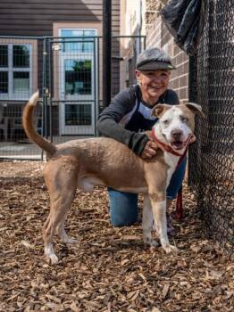 Mixed Breed Dogs Available for Adoption in Chamblee, Georgia - Visual | PetCurious