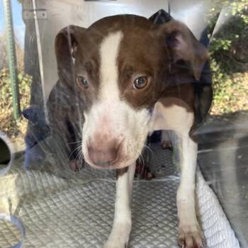 Mixed Breed Dogs Available for Adoption - Dakota | PetCurious