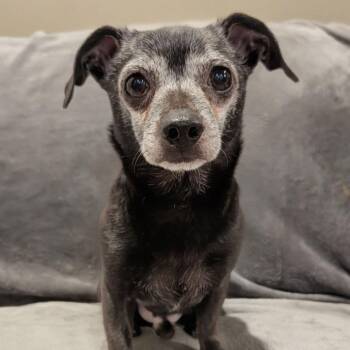 Buddy -  Chihuahua Dog for Adoption in Marion, Illinois - Buddy | PetCurious