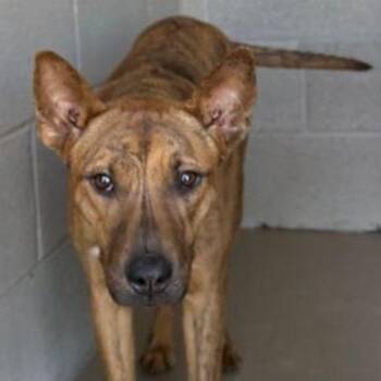 Marlin -  Shepherd Dog for Adoption in Kingman, Arizona - Marlin | PetCurious