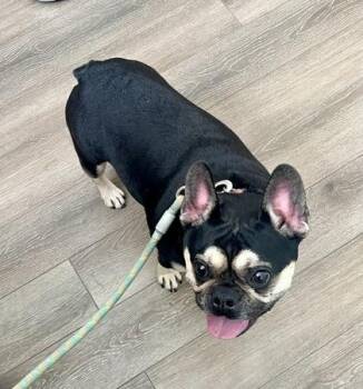 French Bulldog Dogs Available for Adoption - Wynnie | PetCurious