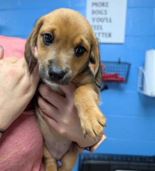 Leaf -  Beagle Dog for Adoption in Kimberlin Heights, Tennessee - Leaf | PetCurious