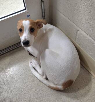 SALLY -  Terrier Dog for Adoption in Hagerstown, Maryland - SALLY | PetCurious