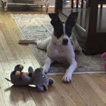 Francesca -  Hound and Husky Dog for Adoption in Lucas, Texas - Francesca | PetCurious