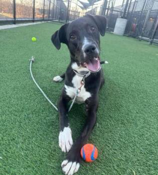 Mixed Breed Dogs Available for Adoption in Kansas City, Missouri - Memphis | PetCurious