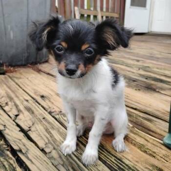 Ganon -  Chihuahua Dog for Adoption in Philadelphia, Pennsylvania - Ganon | PetCurious