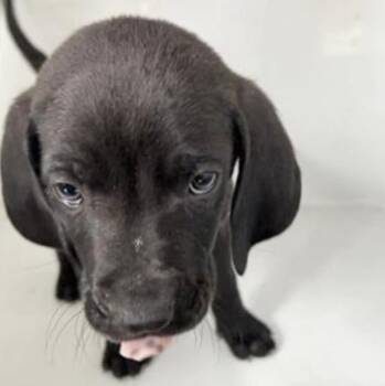 Labrador Retriever Dogs Available for Adoption in Houston, Texas - A654743 | PetCurious