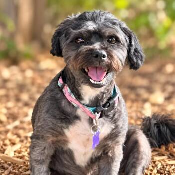 Soleen -  Shih Tzu and Miniature Poodle Dog for Adoption in Boerne, Texas - Soleen | PetCurious