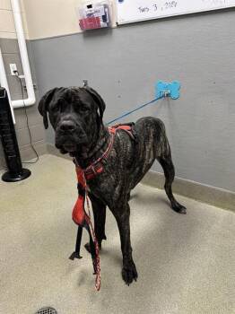 Mastiff Dogs Available for Adoption - DUTCH | PetCurious