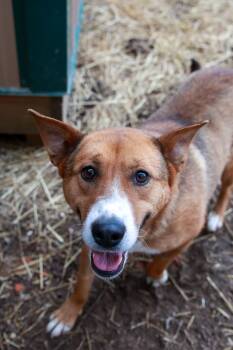 Rescue Shepherd Dogs for Adoption in Loogootee, Indiana - Molly | PetCurious