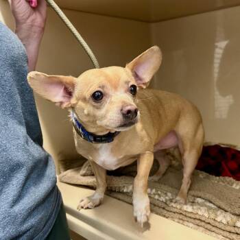 Chihuahua and Mixed Breed Dogs Available for Adoption in Tyrone, Georgia - Henry 04-1510 | PetCurious