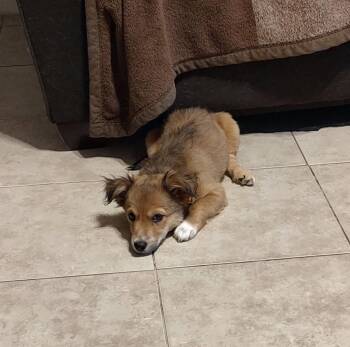 Peanut -  Mixed Breed Dog for Adoption in Mesa, Arizona - Peanut | PetCurious