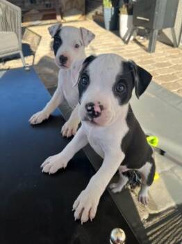 Michael -  American Staffordshire Terrier and Pit Bull Terrier Dog for Adoption in Lafayette, California - Michael | PetCurious