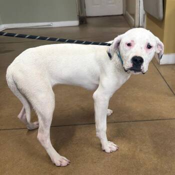 Royalty -  Boxer and Mixed Breed Dog for Adoption in Wadena, Minnesota - Royalty | PetCurious