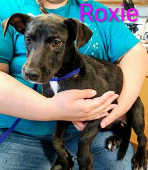 Roxie -  Staffordshire Bull Terrier Dog for Adoption in Mena, Arkansas - Roxie | PetCurious