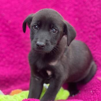 Labrador Retriever Dogs Available for Adoption in San Diego, California - Windy Pup - Swirly | PetCurious