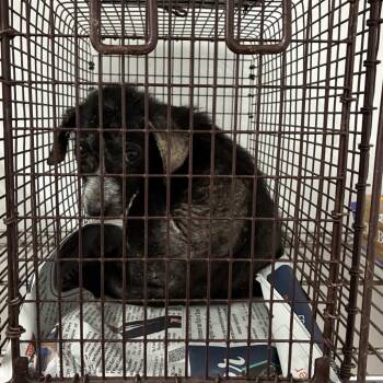 Pablo -  Shepherd and Mixed Breed Dog for Adoption in Edinburg, Texas - Pablo | PetCurious