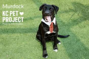 Mixed Breed Dogs Available for Adoption in Kansas City, Missouri - Murdock | PetCurious