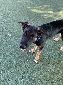 Lars -  German Shepherd Dog Dog for Adoption in Grass Valley, California - Lars | PetCurious