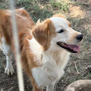 Lady -  Australian Shepherd and Cattle Dog Dog for Adoption in Hackett, Arkansas - Lady | PetCurious
