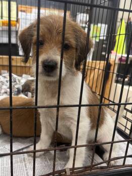 Joey -  Terrier and Mixed Breed Dog for Adoption in Saint Clairsville, Ohio - Joey | PetCurious