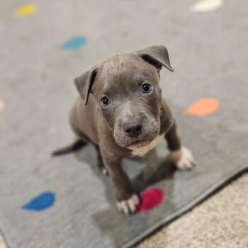 Wilbur-15 -  American Staffordshire Terrier Dog for Adoption in Jasper, Indiana - Wilbur-15 | PetCurious