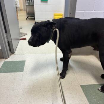 Ace Jenkins -  Pit Bull Terrier and Labrador Retriever Dog for Adoption in Windsor, Virginia - Ace Jenkins | PetCurious