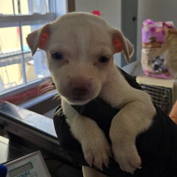 Vanilla -  Mixed Breed Dog for Adoption in Redwood Valley, California - Vanilla | PetCurious