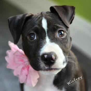 Rescue Mixed Breed Dogs for Adoption in East Peoria, Illinois - Winfrey | PetCurious