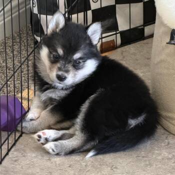 Mixed Breed Dogs Available for Adoption - Salsa | PetCurious