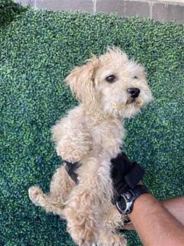 61327197 -  Poodle and Mixed Breed Dog for Adoption in El Paso, Texas - 61327197 | PetCurious