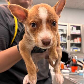 Vitani -  Catahoula Leopard Dog and Boxer Dog for Adoption in Abilene, Texas - Vitani | PetCurious