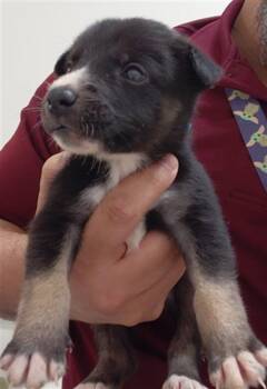 A659307 -  German Shepherd Dog Dog for Adoption in Houston, Texas - A659307 | PetCurious