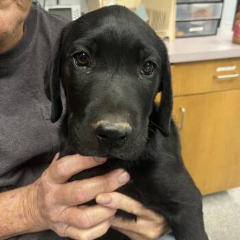 Ike -  Black Labrador Retriever Dog for Adoption in Durango, Colorado - Ike | PetCurious
